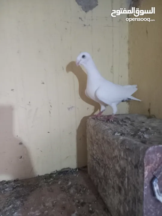 جوز معو فراخ  و بيض