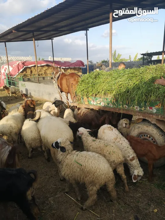 مزرعه للبيع على طريق صحراوي مصر اسكندريه 