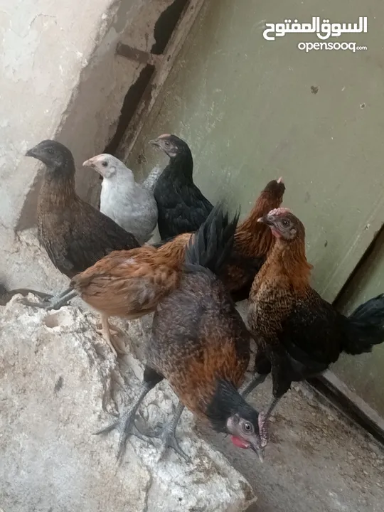 فراخ بلدي عمر شهرين ونص مطعمات جميع التطعيمات اي بي ولقاح ونيونكسل