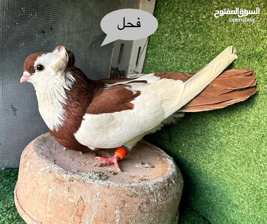 جواز مشكله زينة