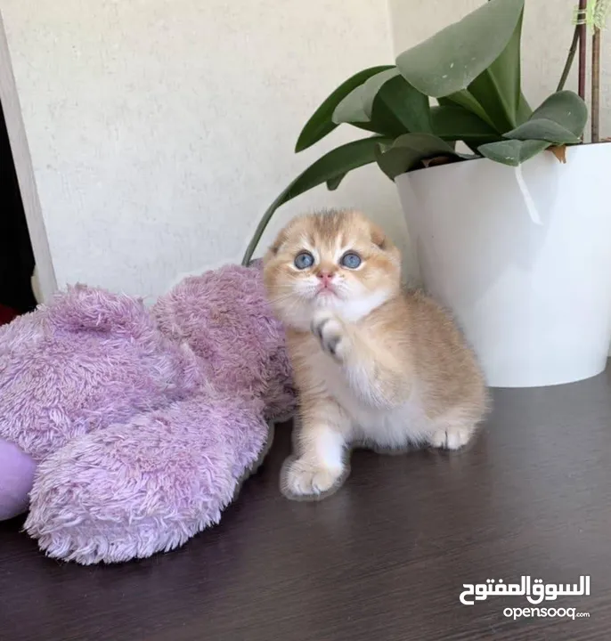 للبيع سكوتش فولد وستريت قولد شورت هير