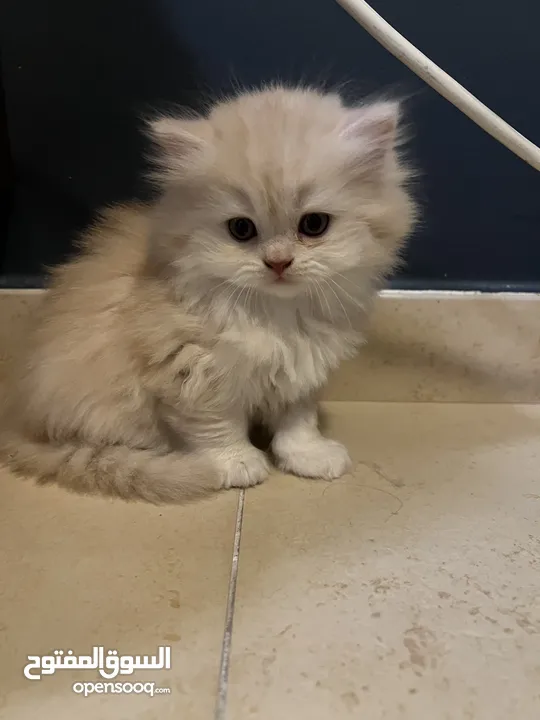 British Longhair kitten