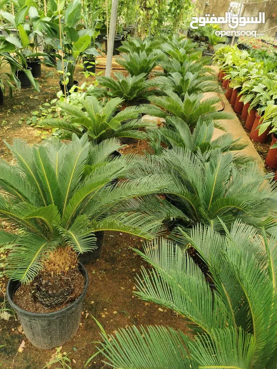 جميع أنواع الأشجار ( أشجار زينة - أشجار مثمرة )
