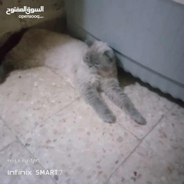 للبيع للبيع