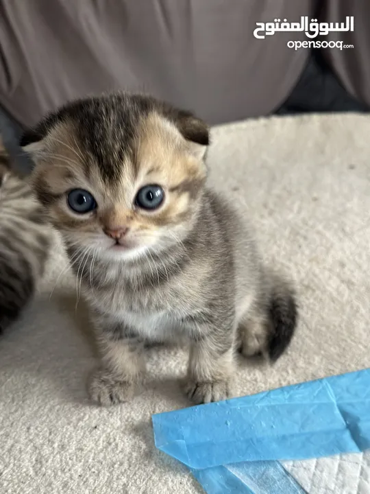 Pure Scottish double fold 4 weeks old