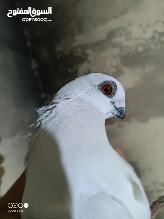 حمام للبدل على جاج