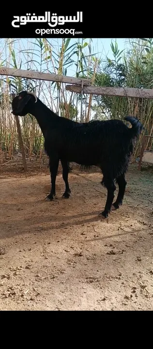 جدي شامي ابيض ابرص توب ثني حبتين على كل جال وثلث معزا مراح توب التوب مقنوي