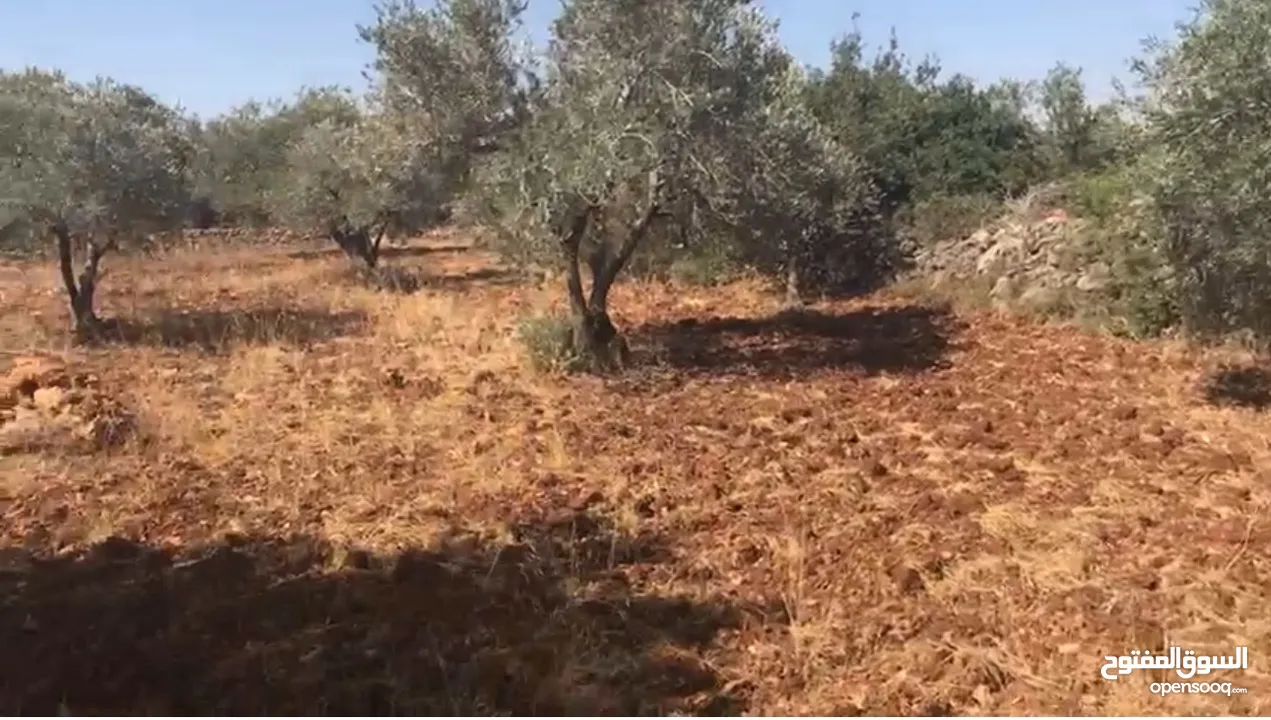 أرض للبيع جميلة ومليئة بأشجار الزيتون