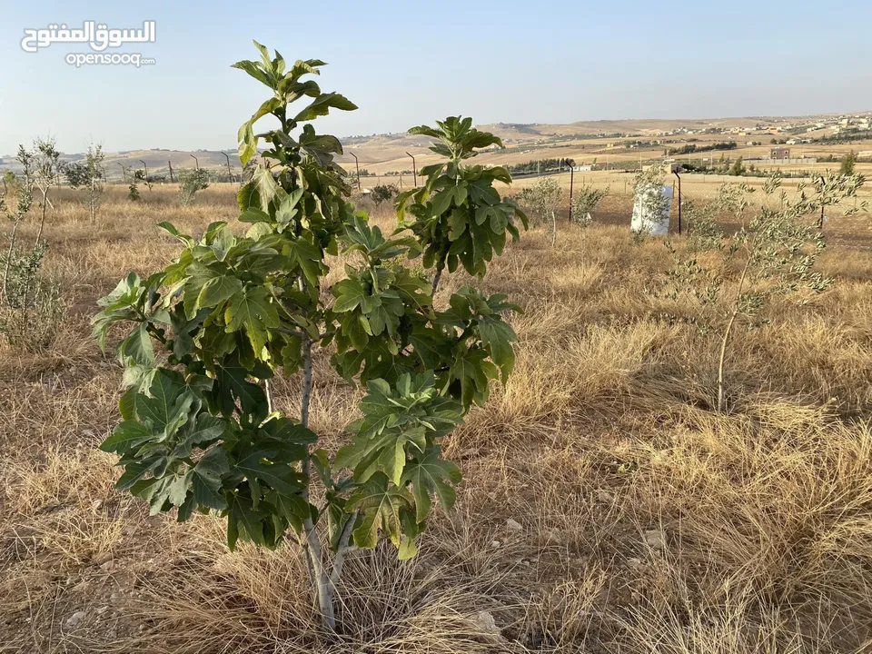 مزرعة للبيع مع بناء للبيع في لب حوض الغدير - مادبا مع امكانية البدل على شقة