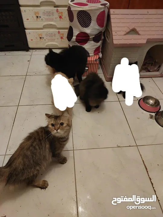 ثلاث قطط شيرازي للتبني