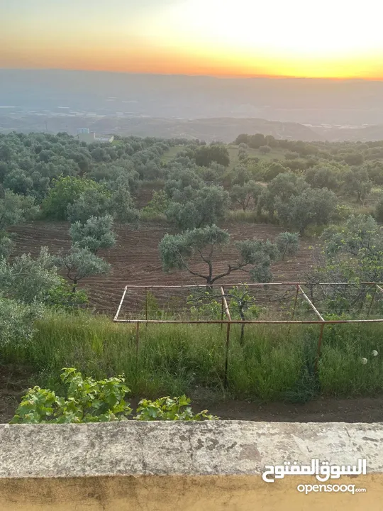 5.5 دونم مزرعة بالسلط باطلالة بانورما على فلسطين للبيع بسعر مغري قابل للتفاوض للجادين