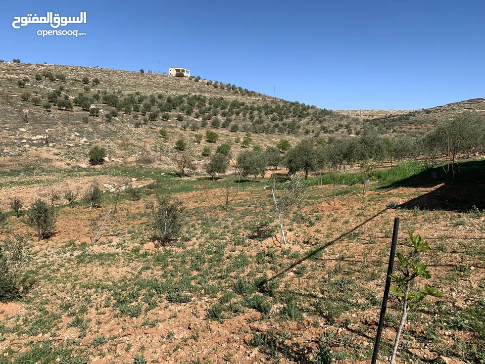 منزل ومزرعة للبيع في منطقة المريجمة-مادبا