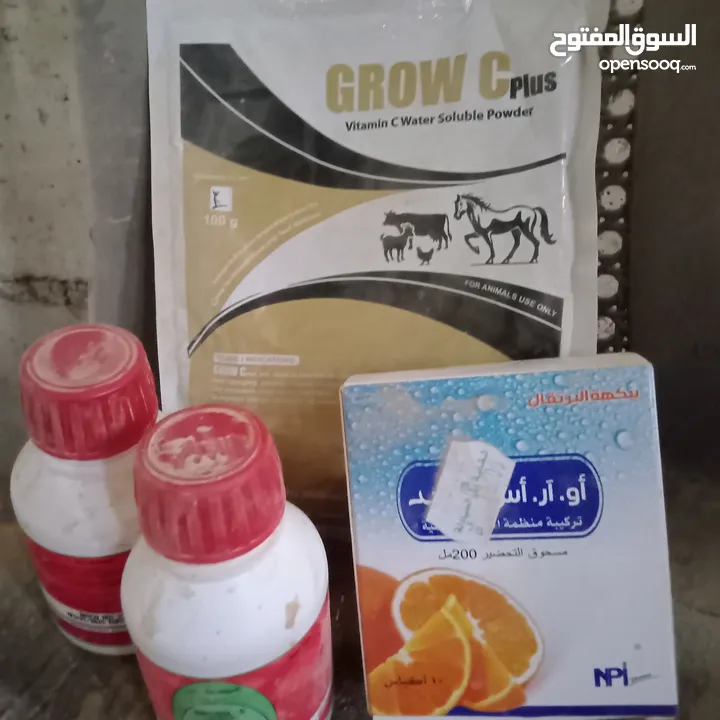 صوص دجاج بلدي صحراوي نخب ما شاء الله العمر 17 يوم ماخذ جميع المطاعيم والفيتامينات