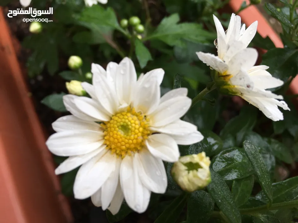 دخلة الحتو اسكان الشروق عل شارع رئيسي