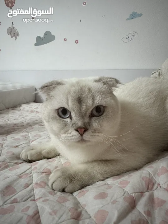 Snow Scottish fold ( male cat)