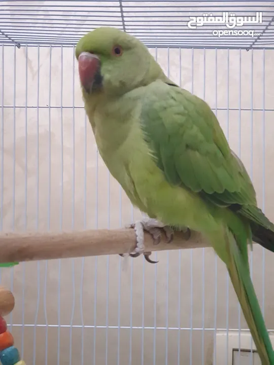 طيره دره جاهزه شبه أليفه