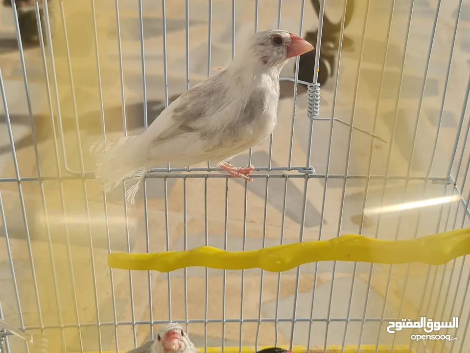 متاح جوزين جاوا مخاليف بايد لون ابيض والمنيوم وجوز لون اسود
