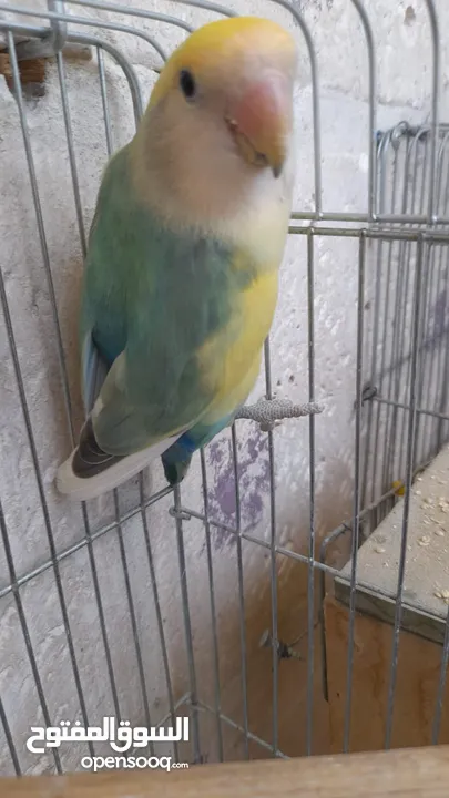 جوز روز منتج حجم و صحه و نظافه و ريش