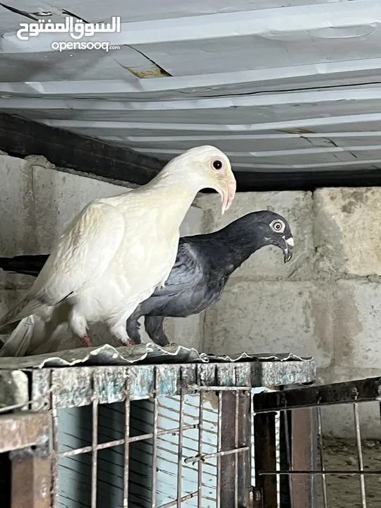 فراخ للبيع
