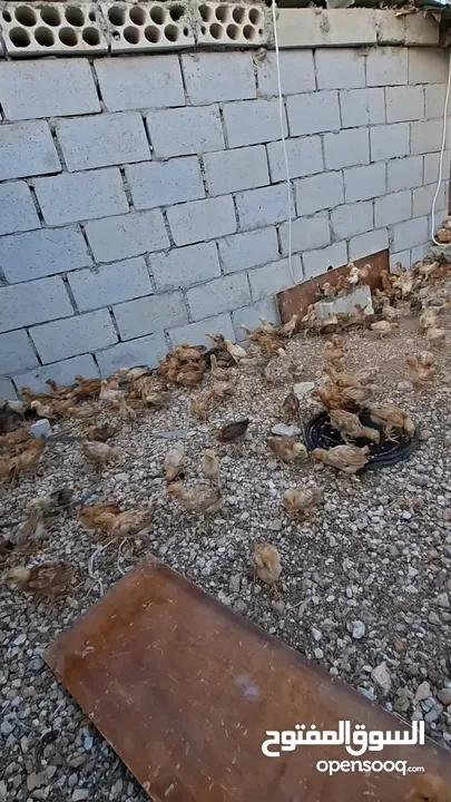 دجاج بلدي نظافة وصحة