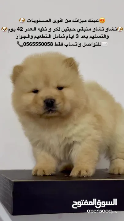 Best quality chow chow