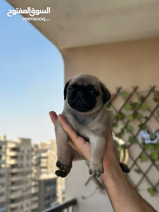جراوي بج، pug puppies
