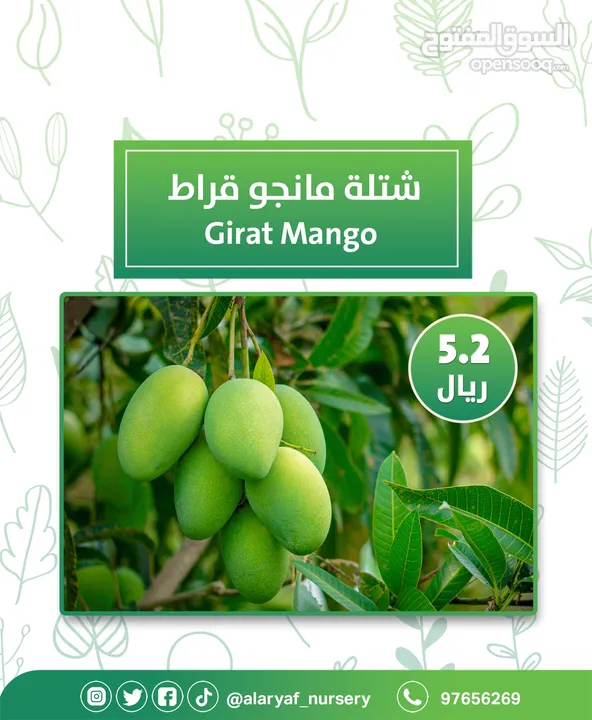 شتلات و أشجار المانجو المختلفة لدى مشتل الأرياف بأسعار مناسبة ومنافسة  mango tree