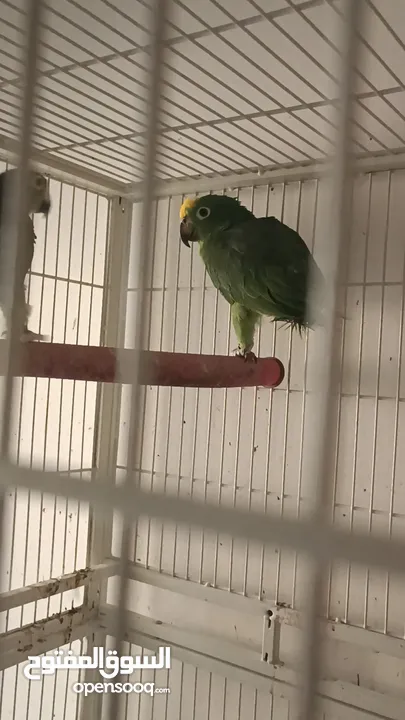 Breeding pair of Yellow Crown Amazon Parrot for sale