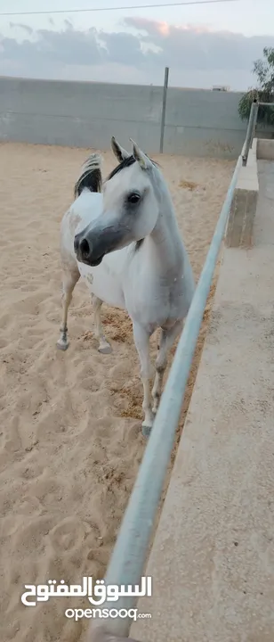 ماعز قزم سلالي فرس عربي جمال مسجله