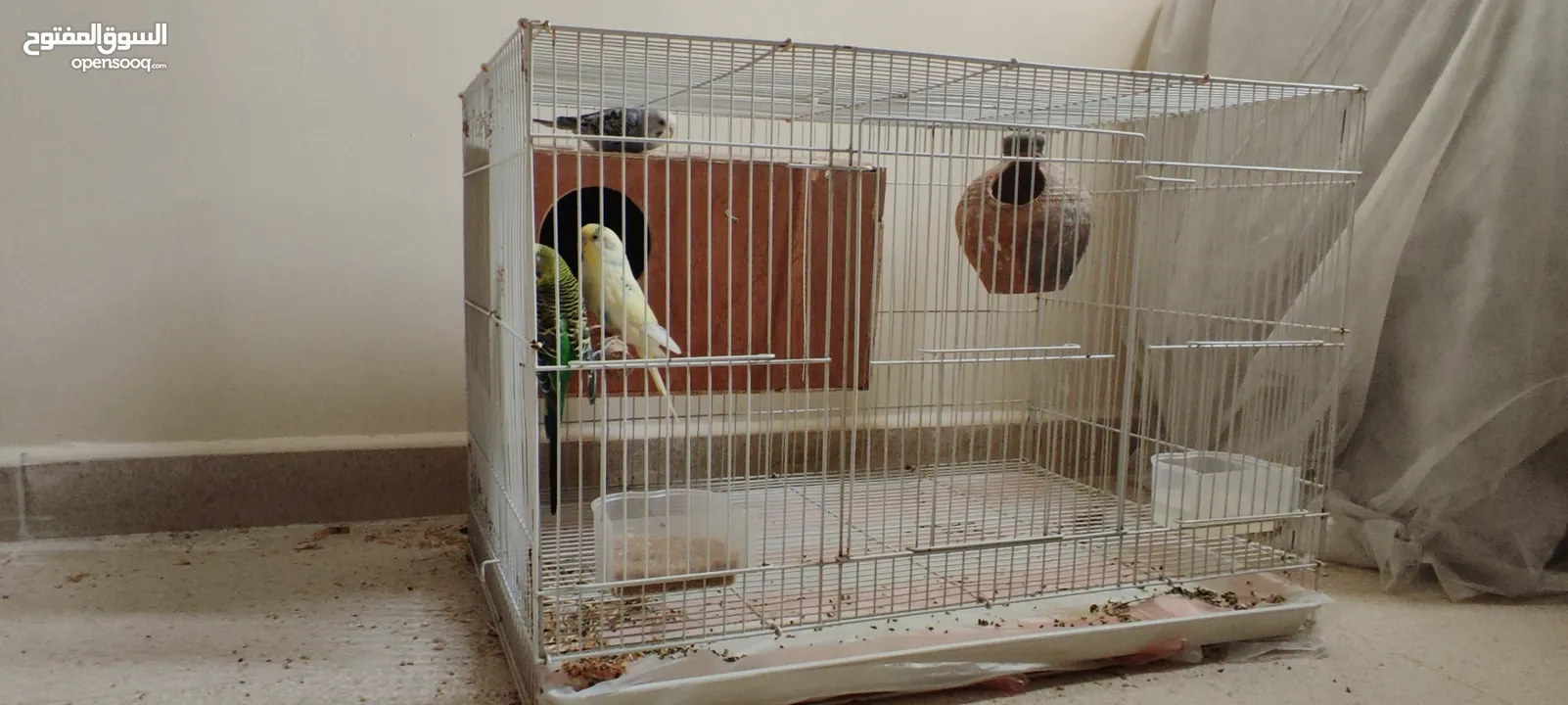 Love birds with cage and auto dispenser good condition