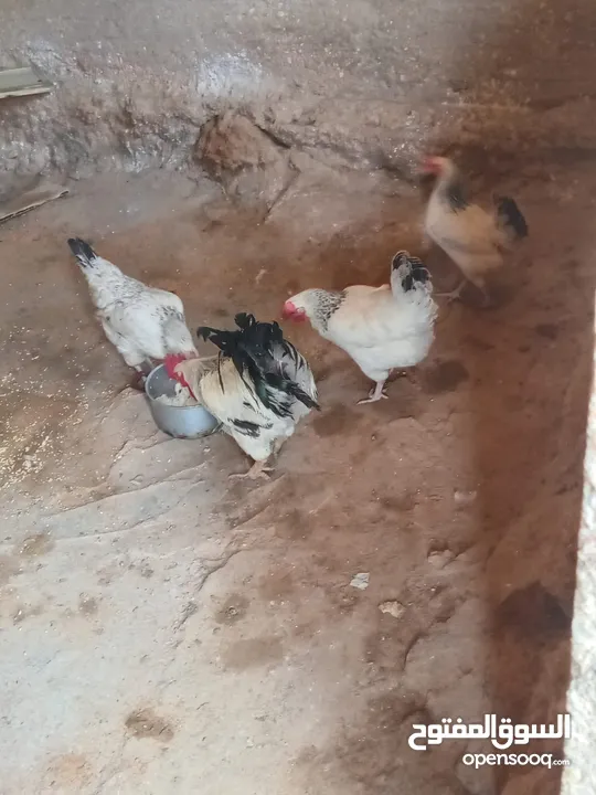 بيض دجاج ساسكس للبيع
