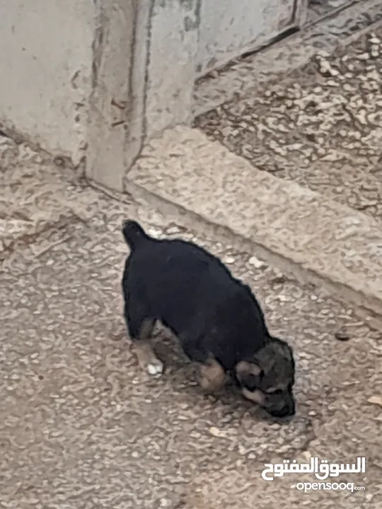 موجود جراو جيرمن ذكرين ونثايتين