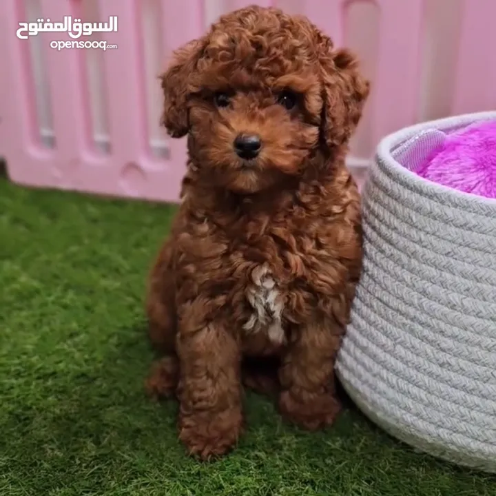 Toy Poodle - Tea Cup  ( puppy ) - Female