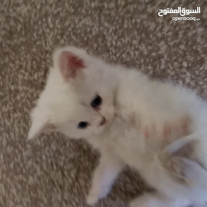 قطط سكوتش و شيرازي سكوتش فولد لعب