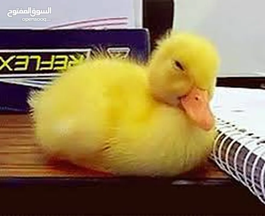 جوز قنفذ  وسلحفاه و قطه كتنز و بطه عدد 3 بطات  قنافذ اليفه و سلاحف بريه تربيه منزليه لقطه كوم هامستر