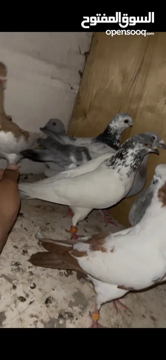 7 حبات طيور حمام بسعر حرررررررررق بطيرين مع زواجل