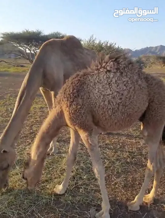 ناقة عزوف تحتها قعود