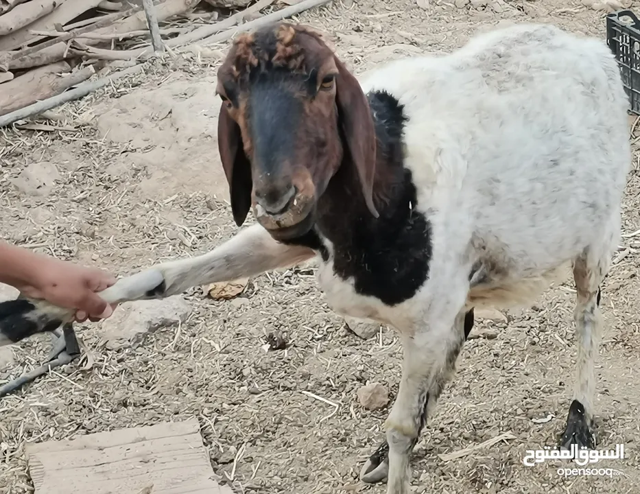 حصان العمر سنة ونص ونعجتين سن صغير وصحة طيبة