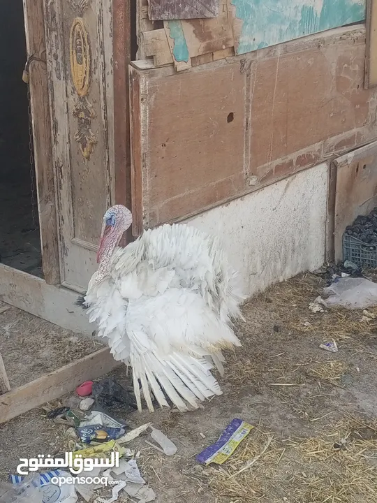 طقم حبش ابيض