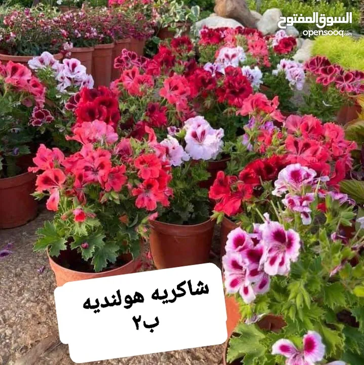 متوفر جميع انواع الاشجار المثمرة والزينة والورود وخدمة الزراع وتنسيق الحدائق وجميع انواع القواير