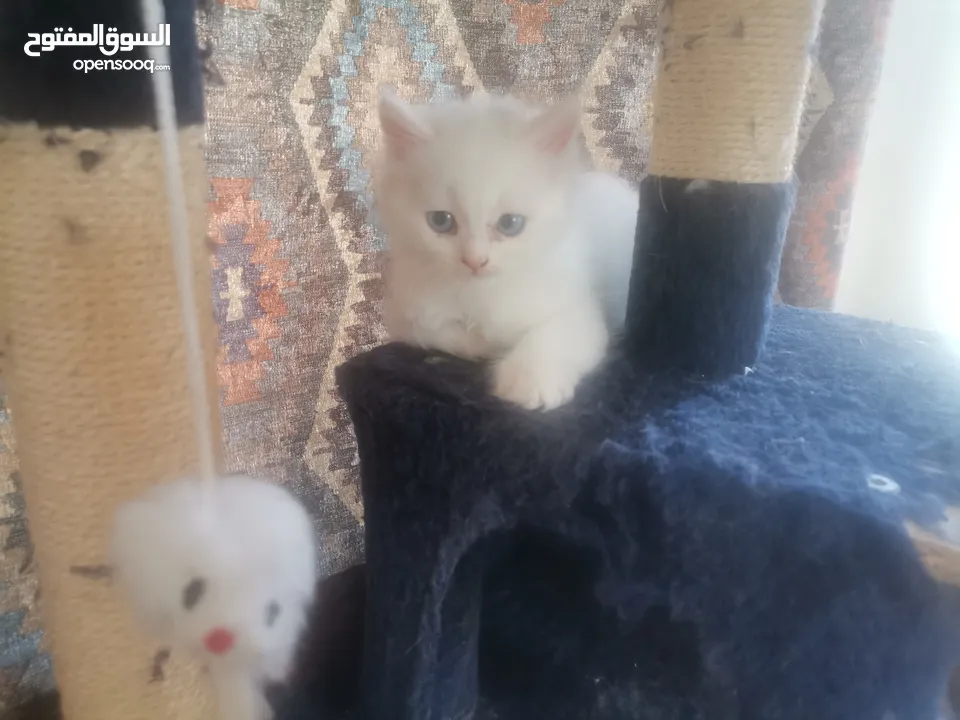 Kitten for donation Al rahba قطط للتبني