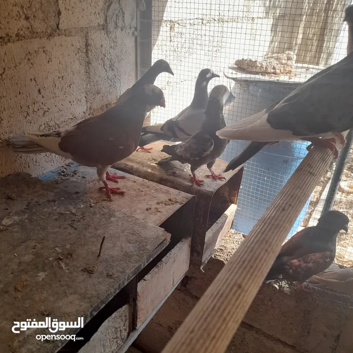 حمام منوع وملون