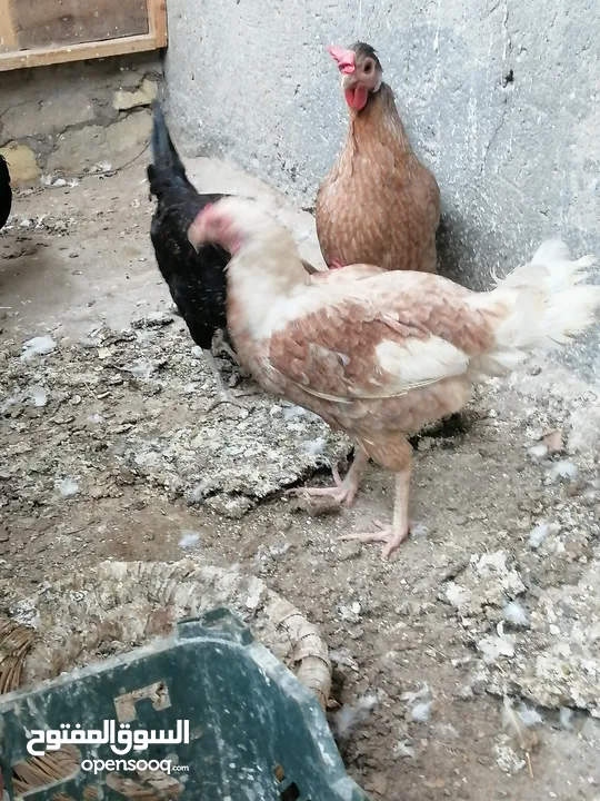دجاج عرب البيع