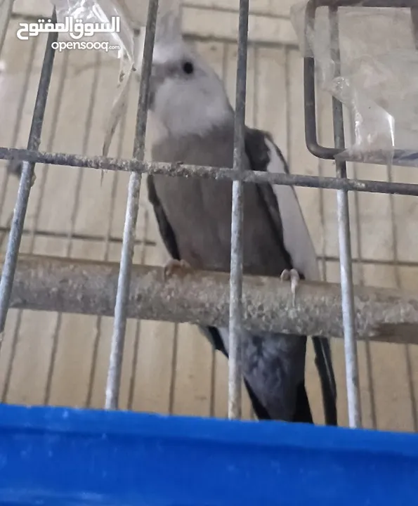 متاح في السلط