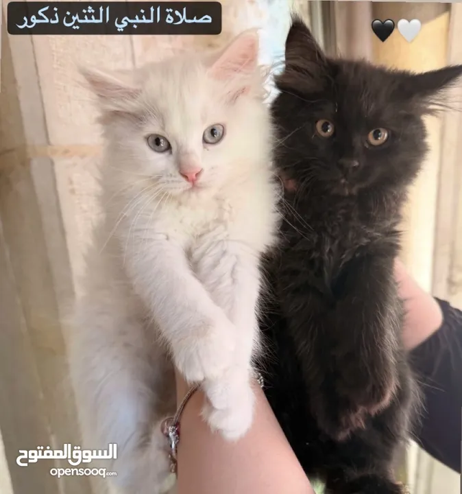 اربع قطط مكس هملايا وشيرازي انغورا للبيع :)