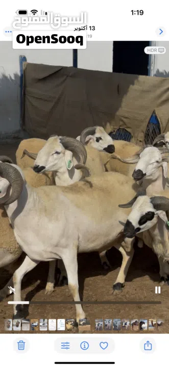 خروف السردي المغربي