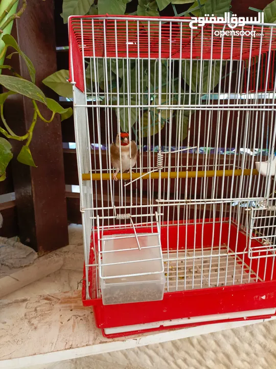 حسون ترابي اليف جدا مغنى بر جميل