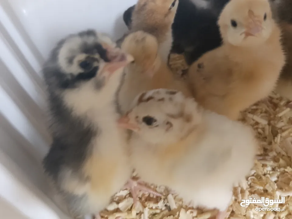 صيصان بلدي للبيع صحه نظيفه