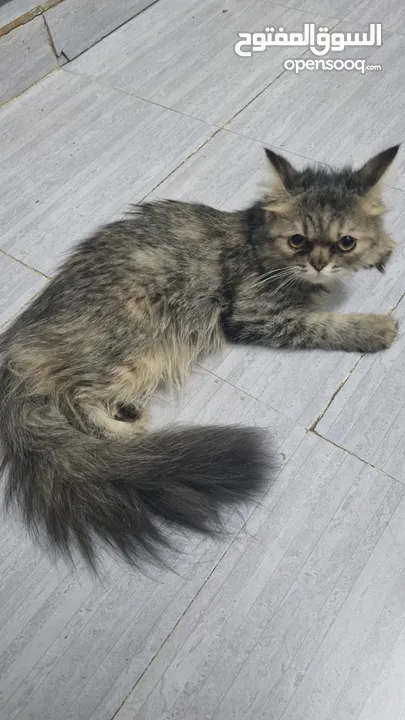 turkish female kitten/قطه تركيه