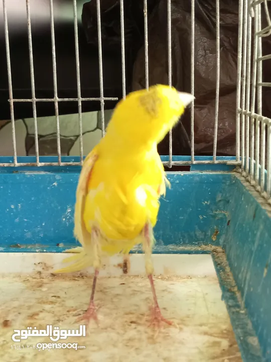 جوز كنار بناديق  شغال مع فرخهن